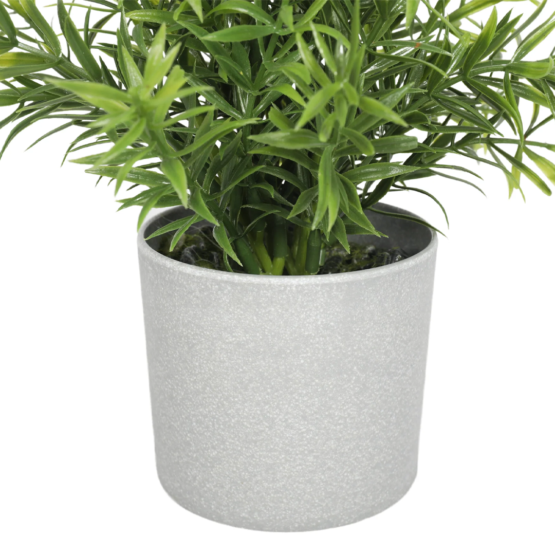 Planta Romero | 20 cm