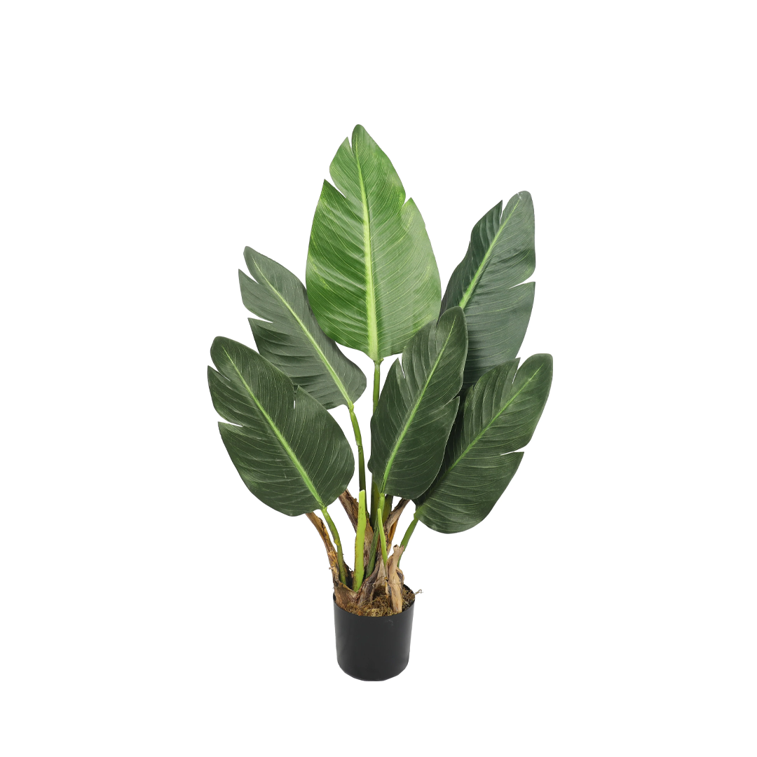 Planta Paradise Bird | 80 cm