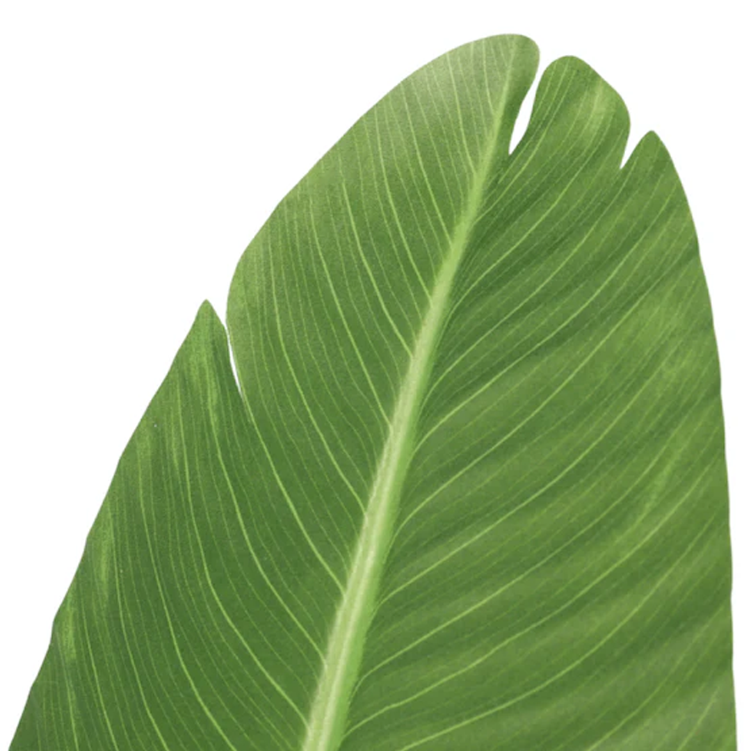 Planta Paradise Bird | 160 cm