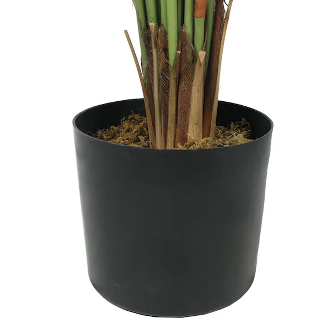 Planta Palmera | 240 cm