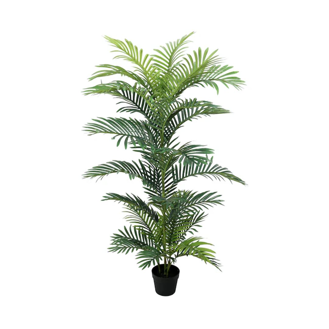 Planta Palmera Areca Premium | 150 cm