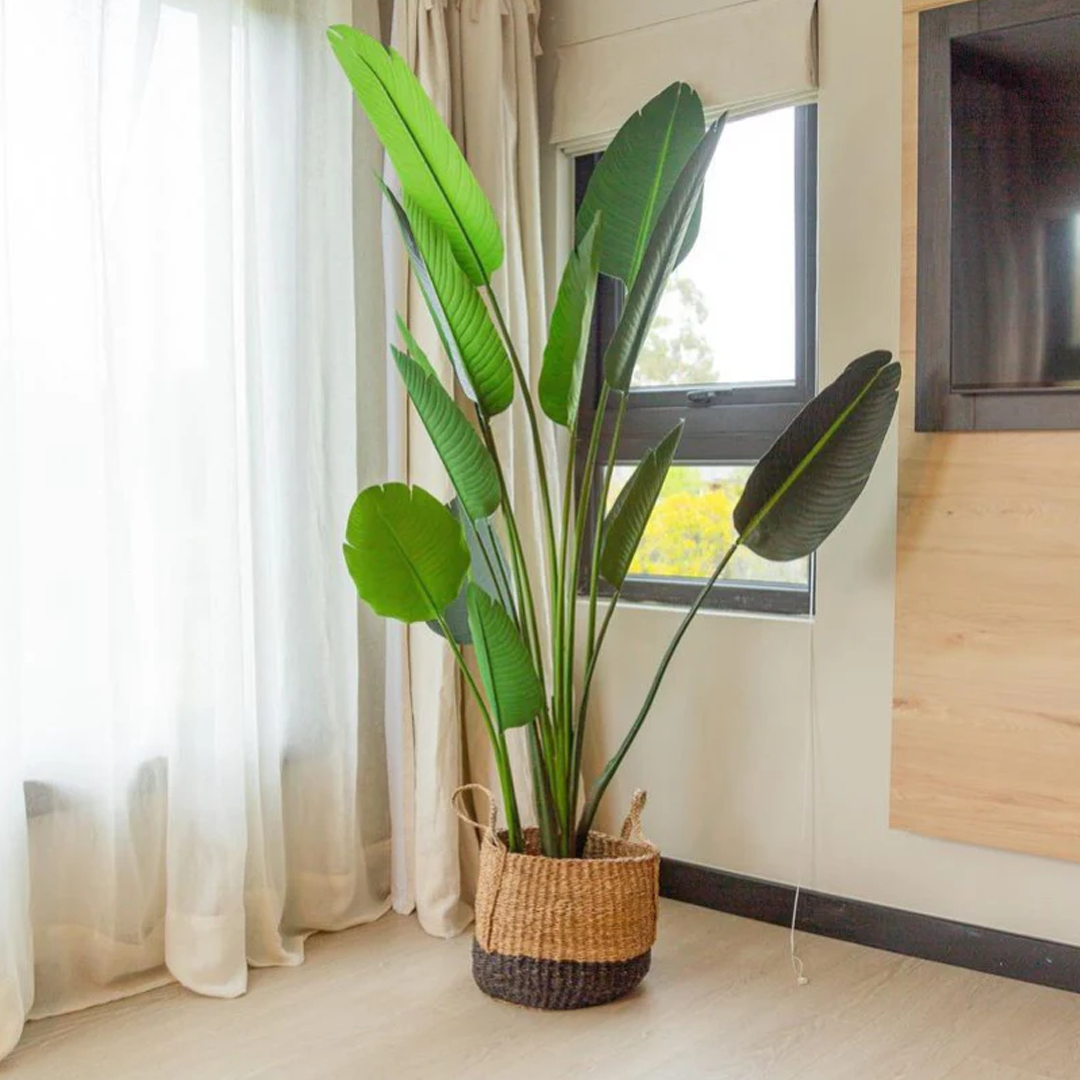 Planta Paradise Bird | 210 cm