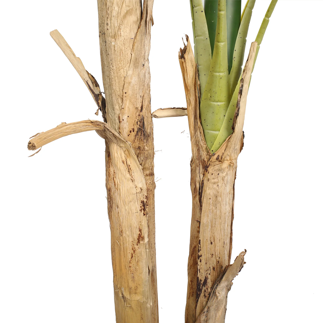 Planta Banano | 160 cm