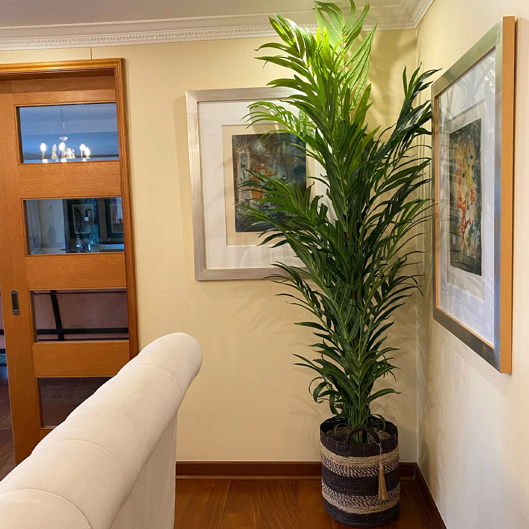 Planta Palmera | 240 cm