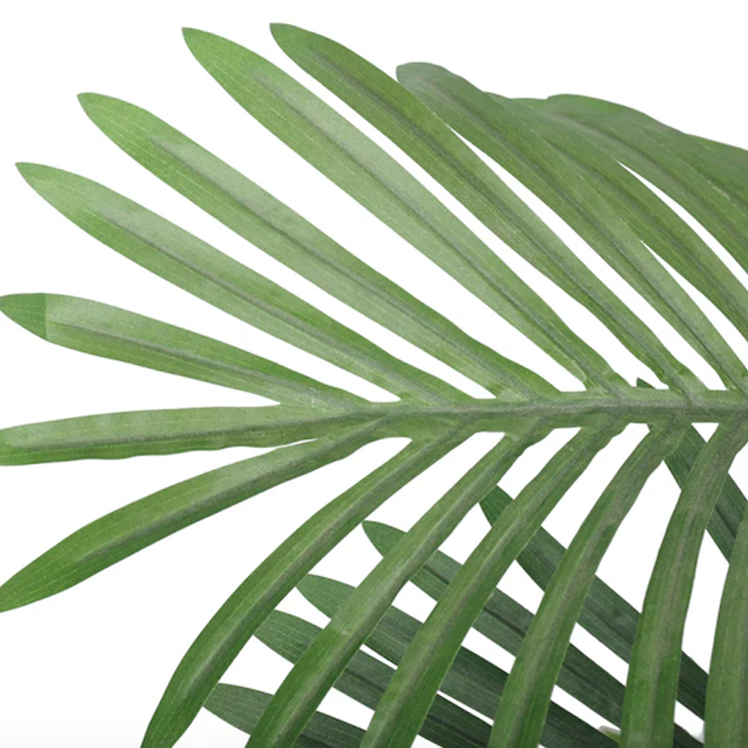 Planta Palmera Areca Premium | 150 cm