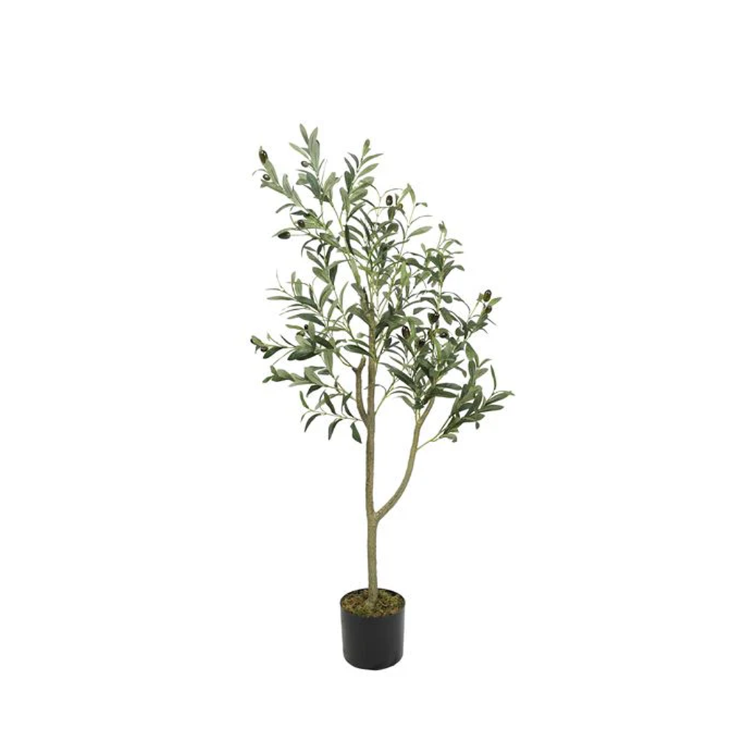 Planta Olivo | 120 cm