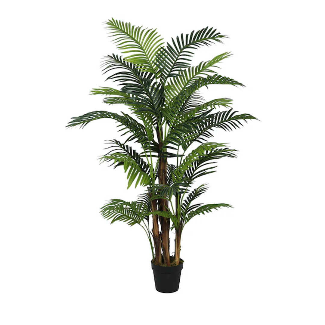 Planta Palmera Hawai Premium | 170 cm