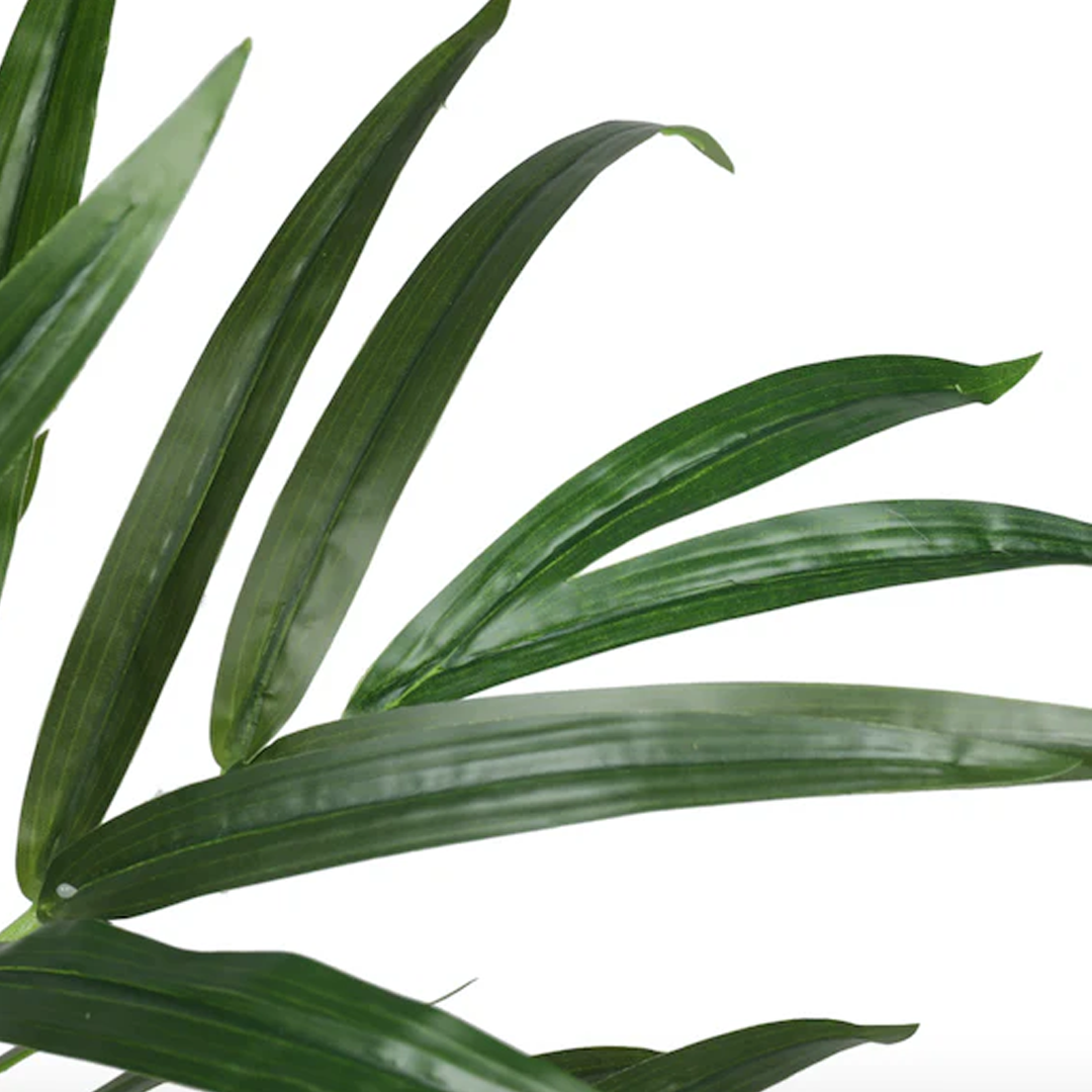 Planta Palmera | 240 cm