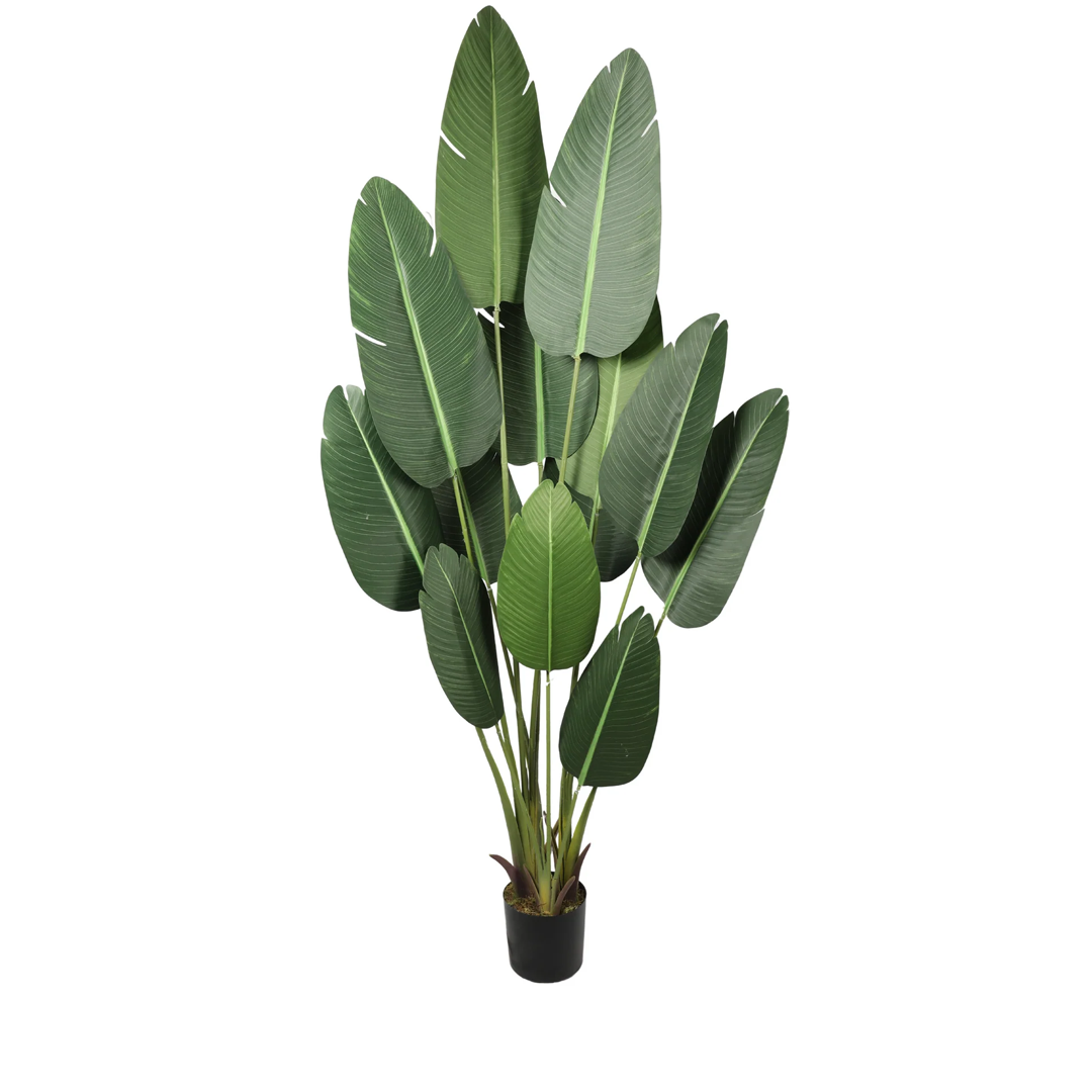 Planta Paradise Bird | 210 cm