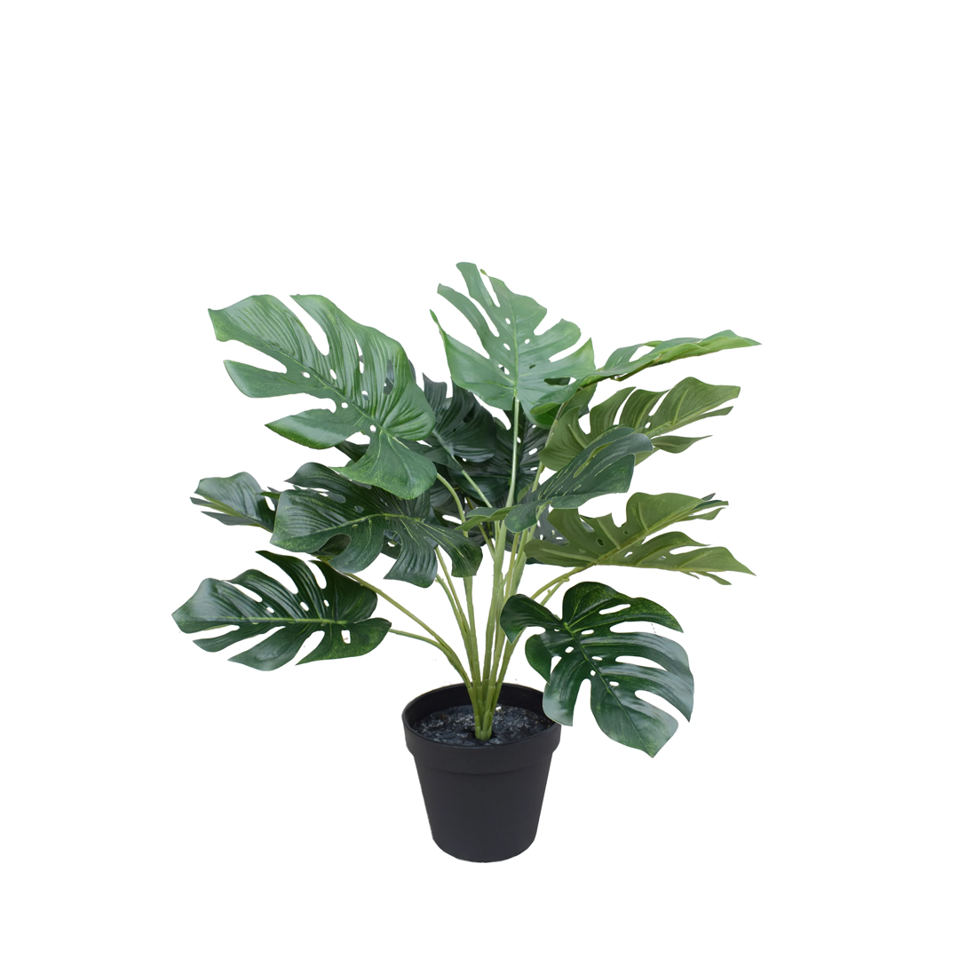 Planta Mini Monstera | 40 cm
