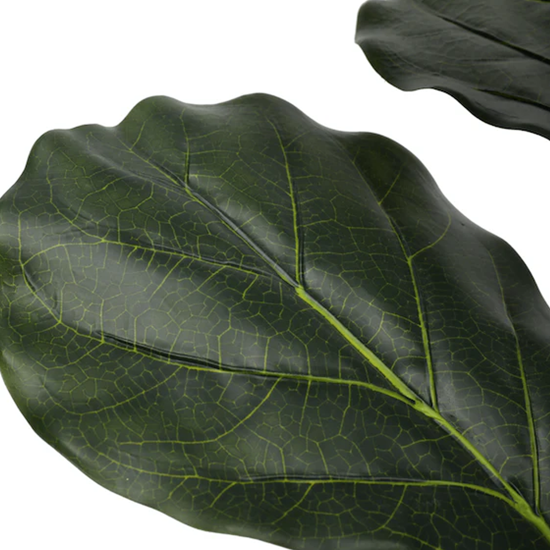 Planta Lyrata | 100 cm