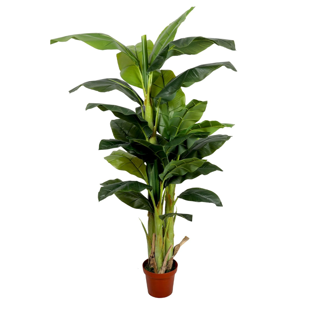 Planta Banano Premium | 180 cm