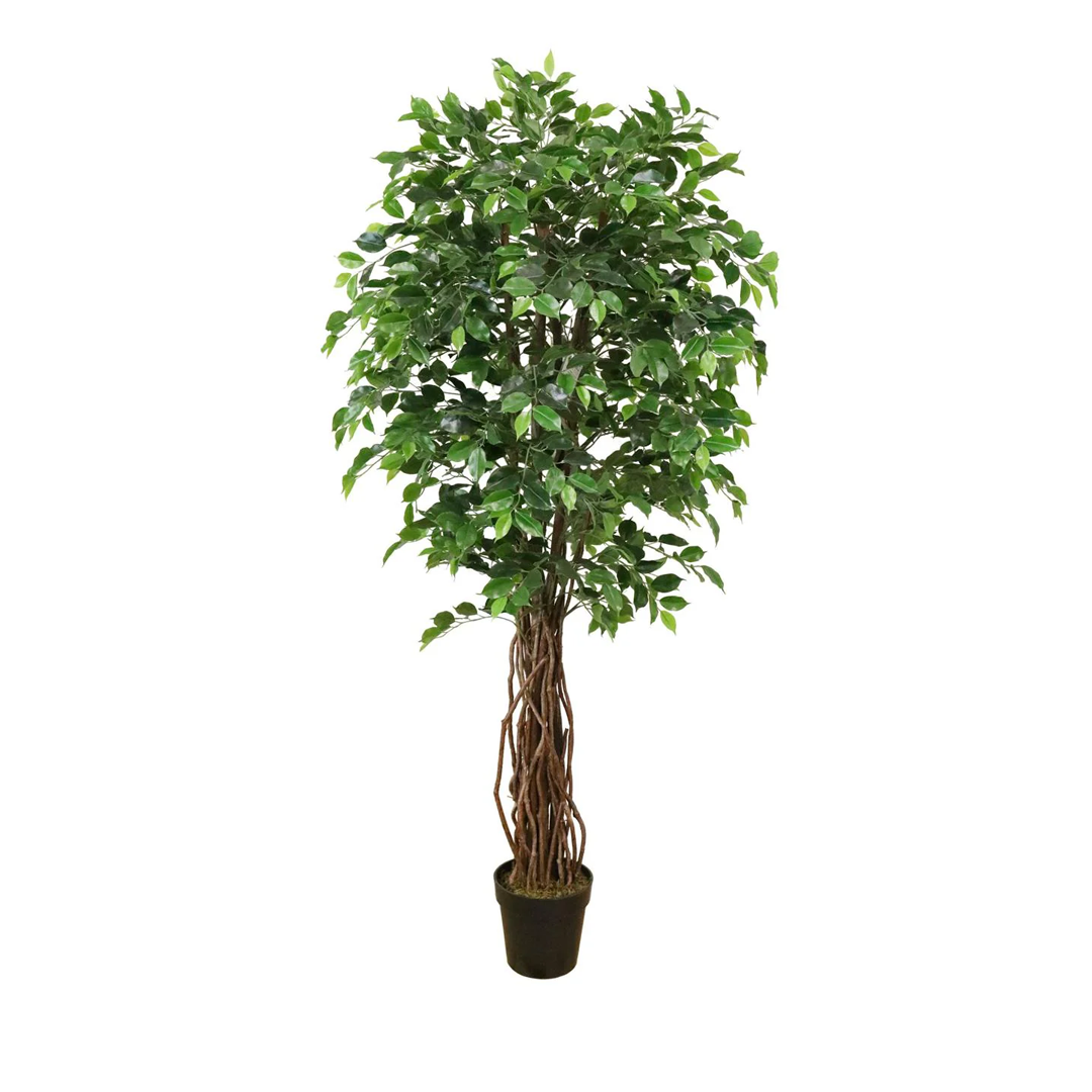 Planta Ficus Premium | 180 cm