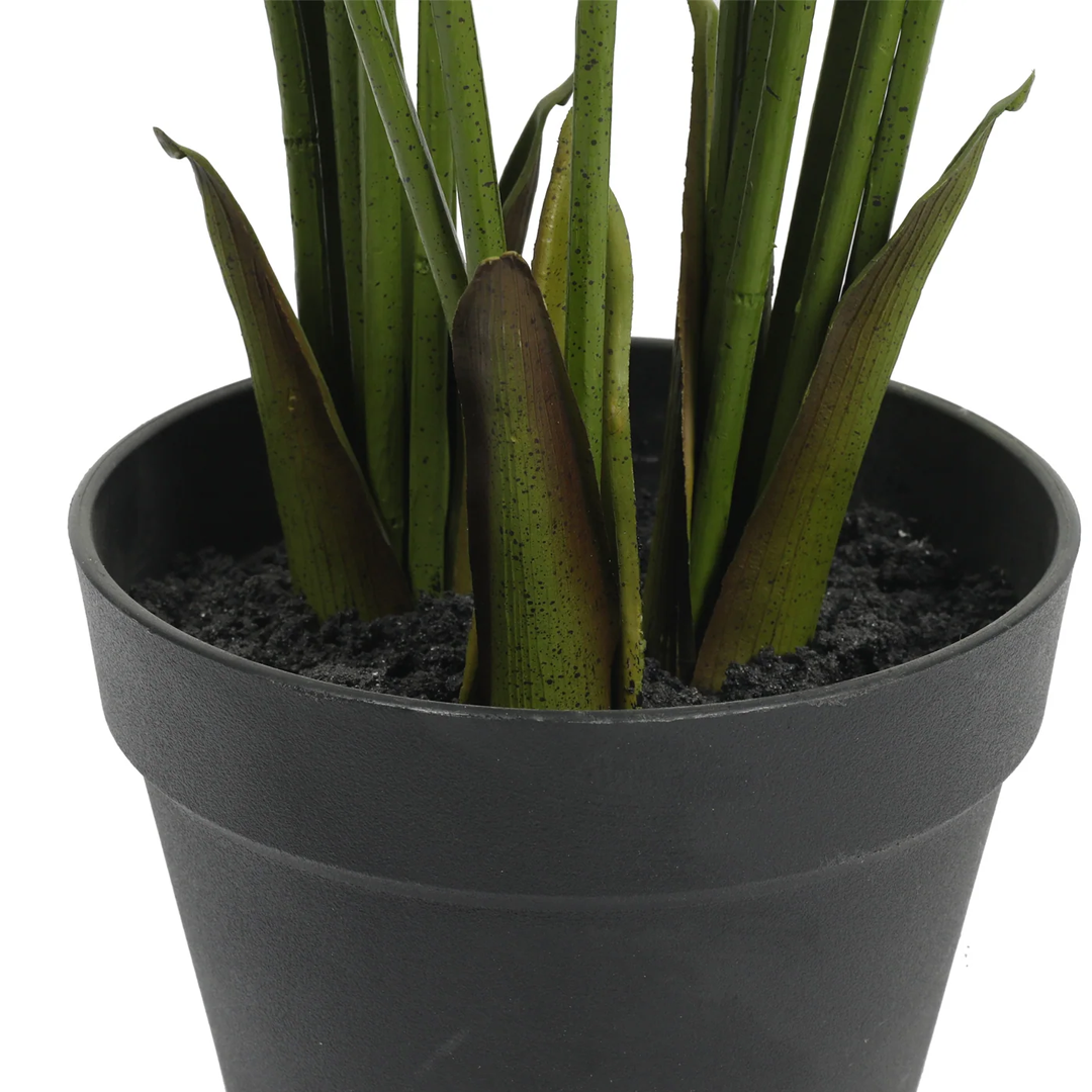 Planta Palmera | 120 cm