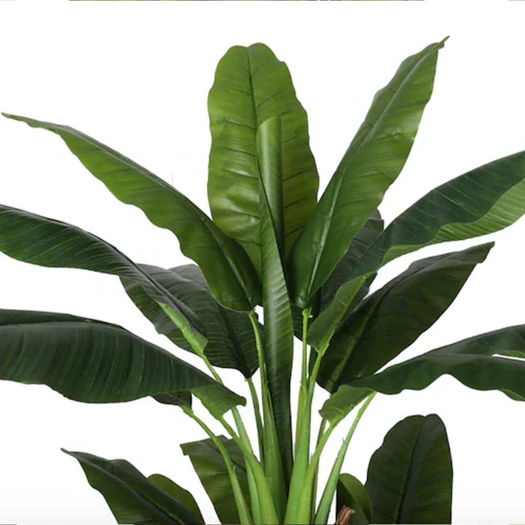 Planta Banano | 190 cm