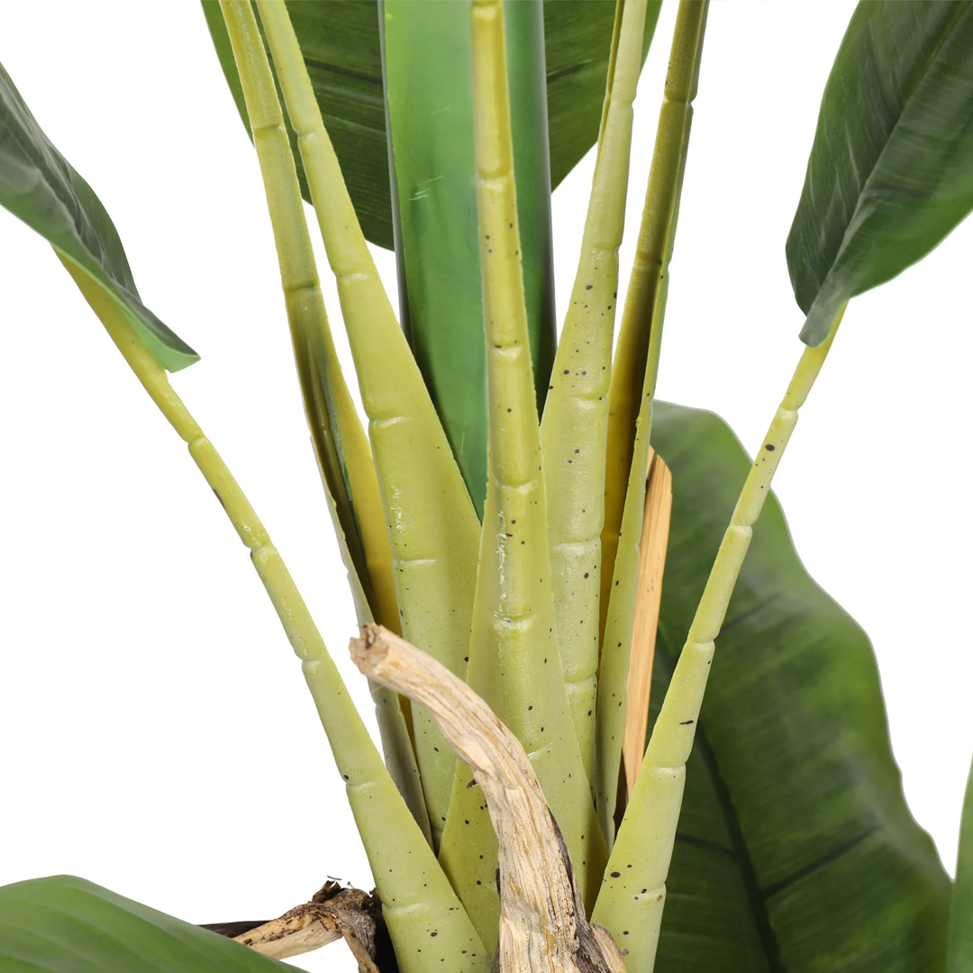Planta Banano | 160 cm