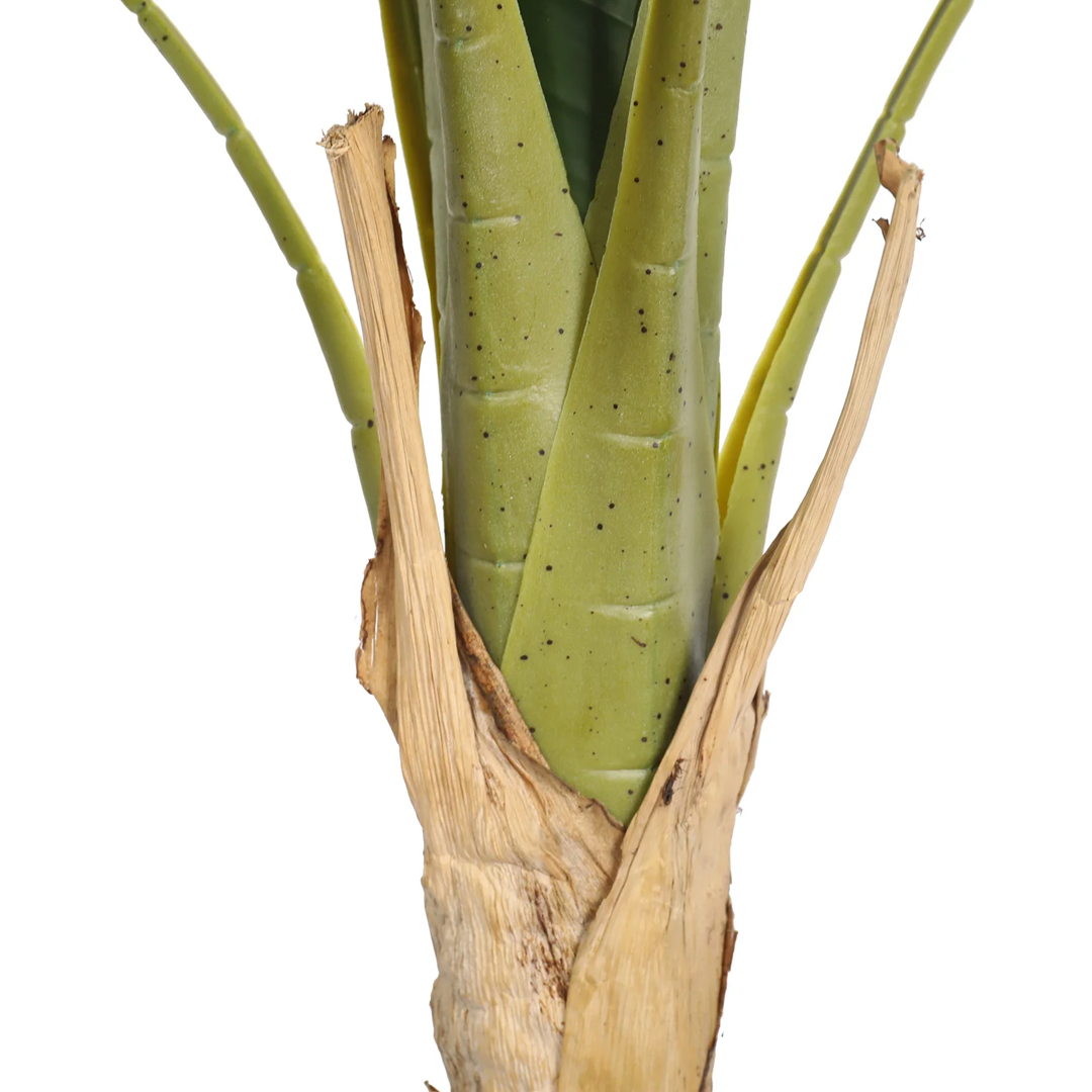 Planta Banano | 120 cm