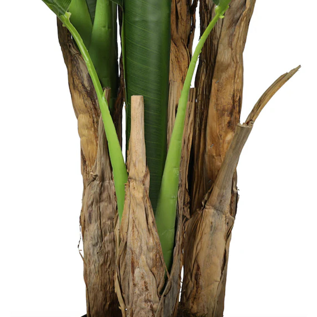 Planta Banano | 190 cm