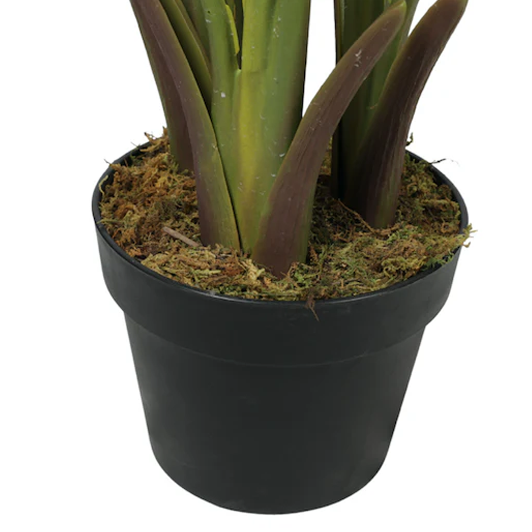 Planta Paradise Bird | 160 cm