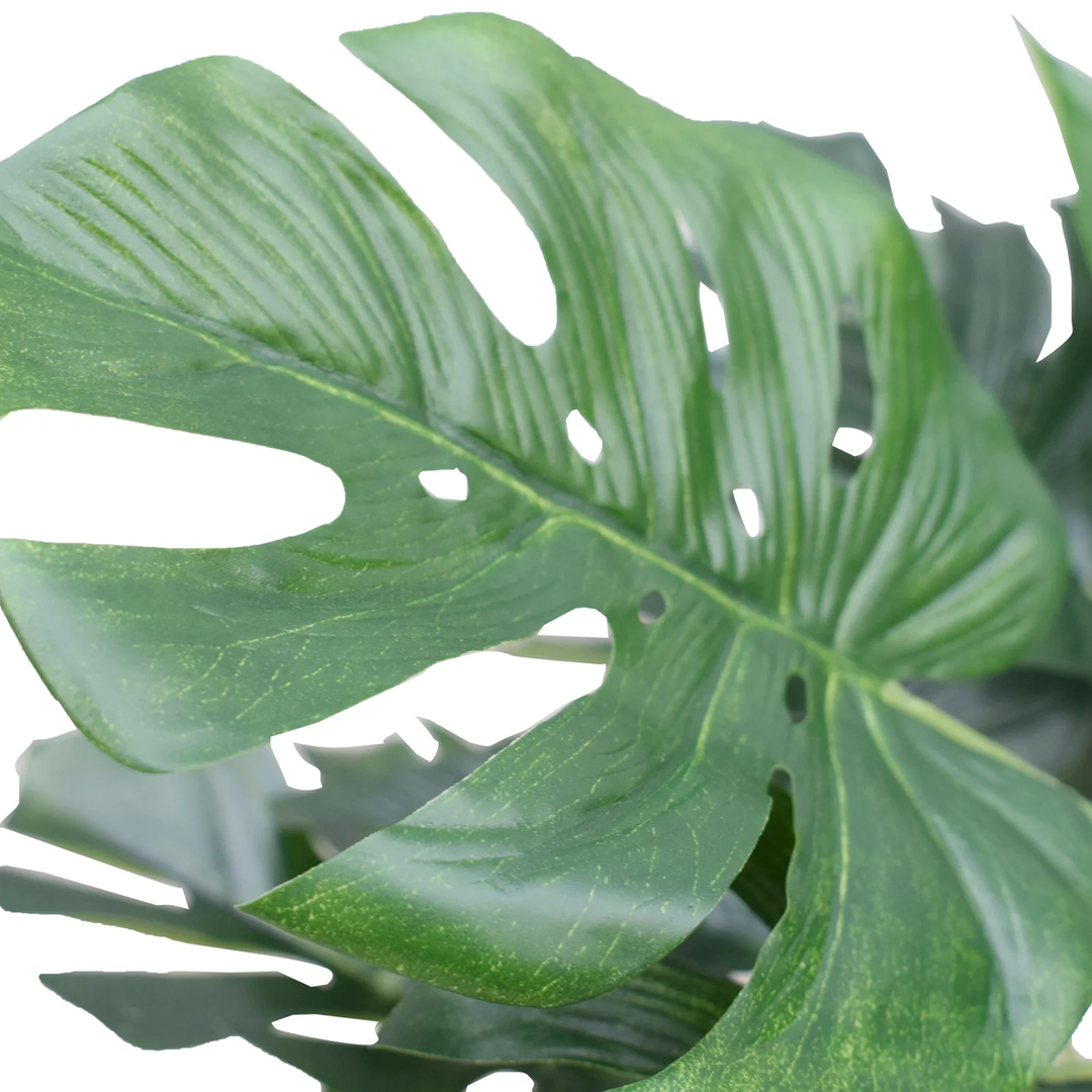 Planta Mini Monstera | 40 cm