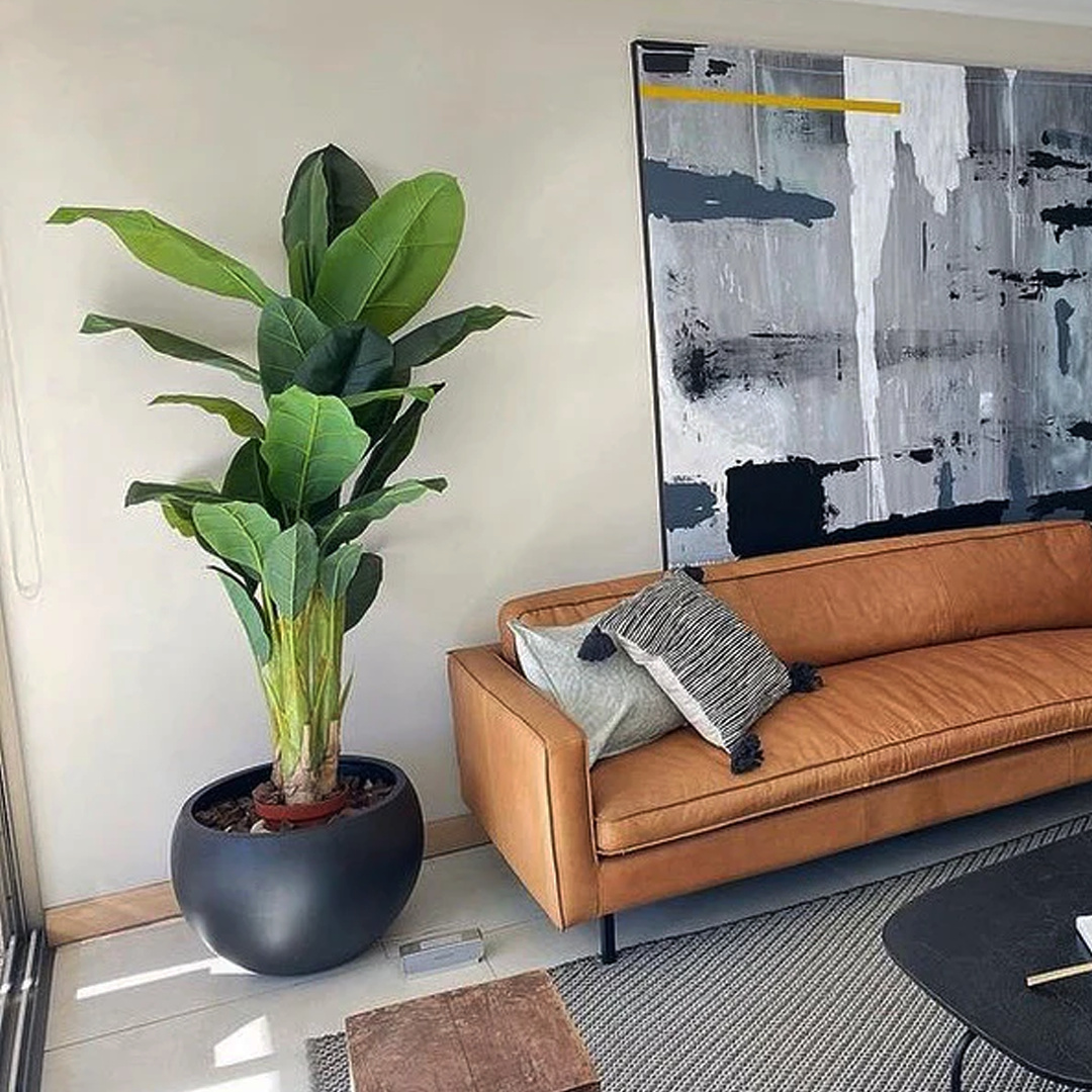 Planta Banano Premium | 180 cm