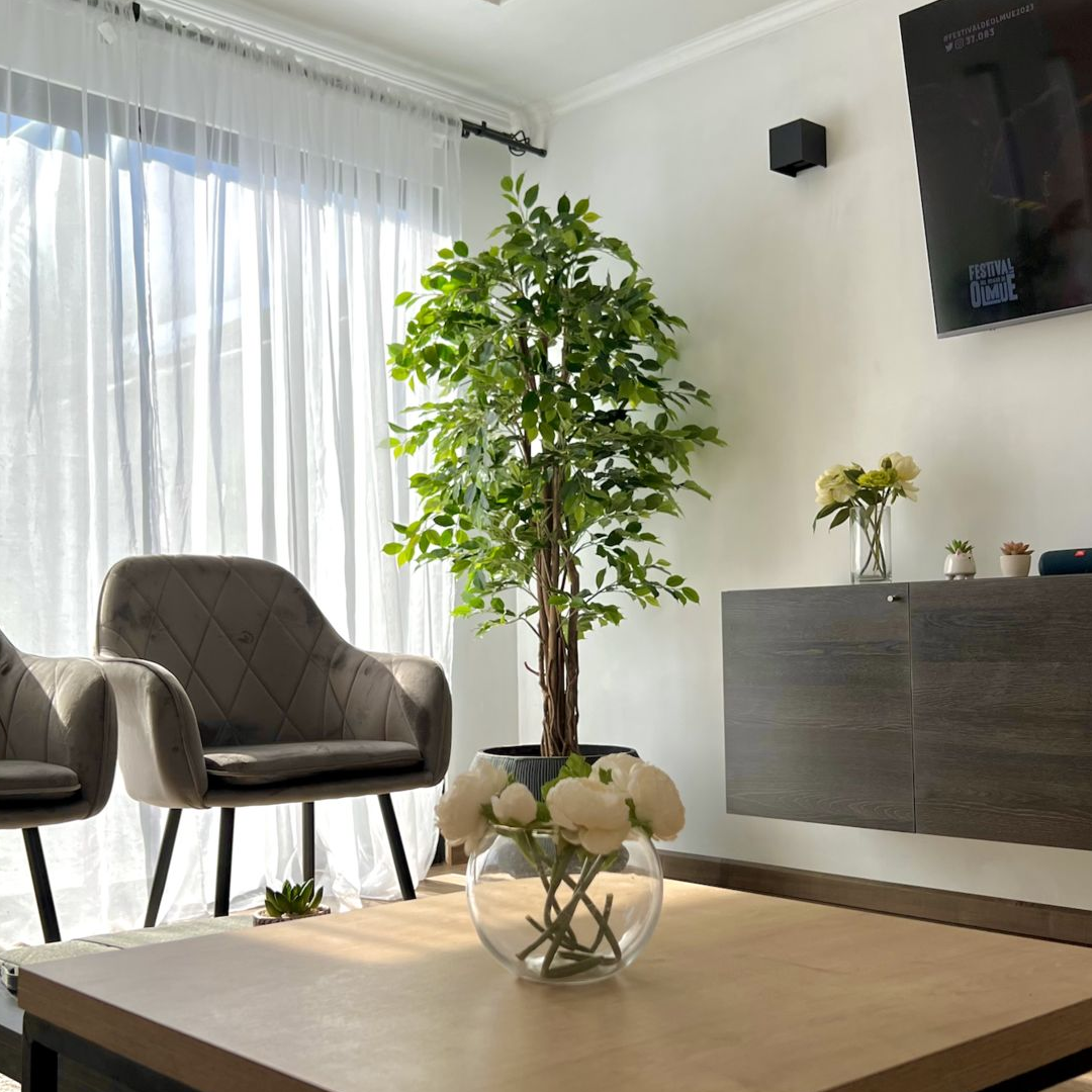 Planta Ficus Premium | 180 cm
