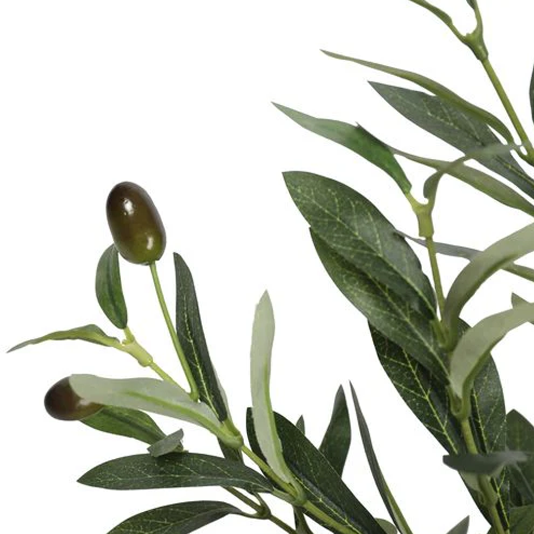 Planta Olivo | 120 cm