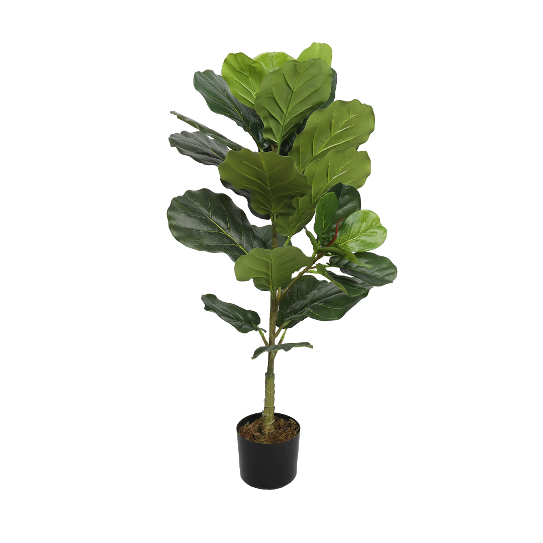 Planta Lyrata | 100 cm