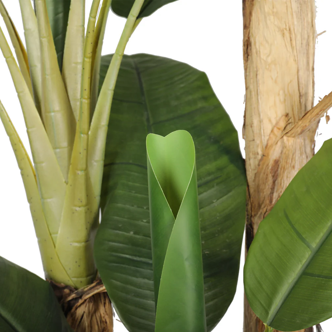 Planta Banano | 280 cm