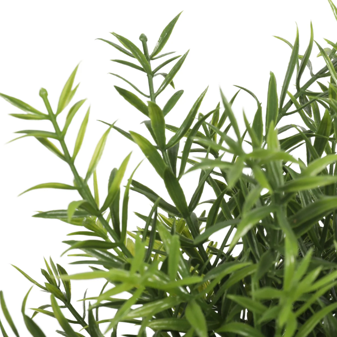 Planta Romero | 20 cm