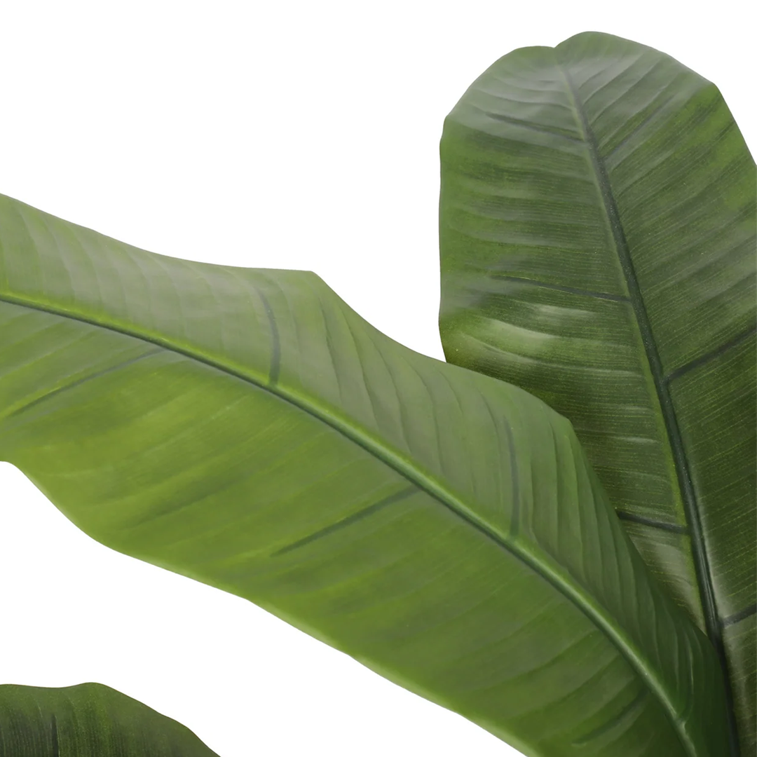 Planta Banano | 120 cm