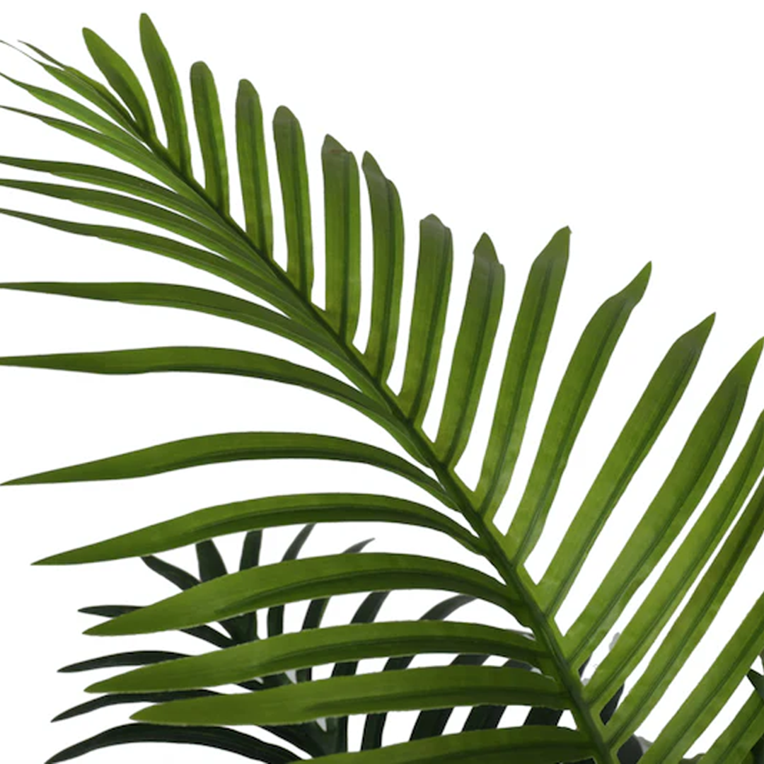 Planta Palmera Hawai Premium | 170 cm