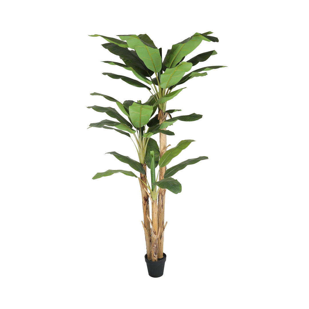 Planta Banano | 280 cm
