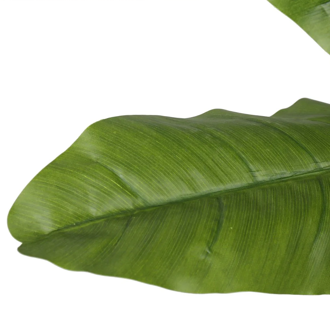 Planta Banano | 160 cm