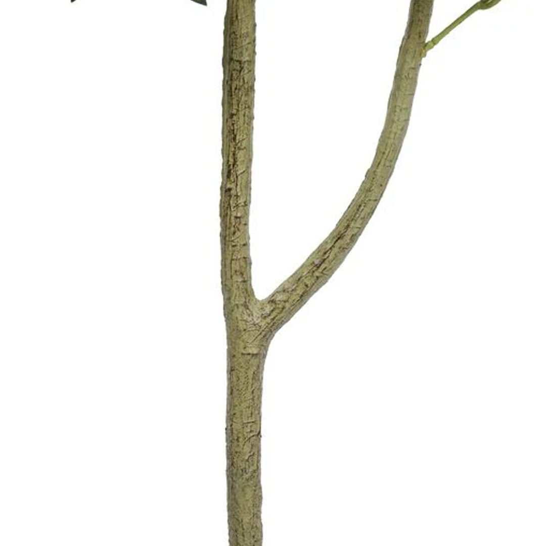 Planta Olivo | 120 cm