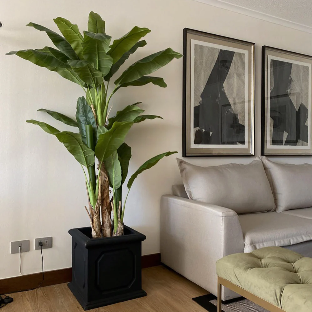 Planta Banano | 190 cm