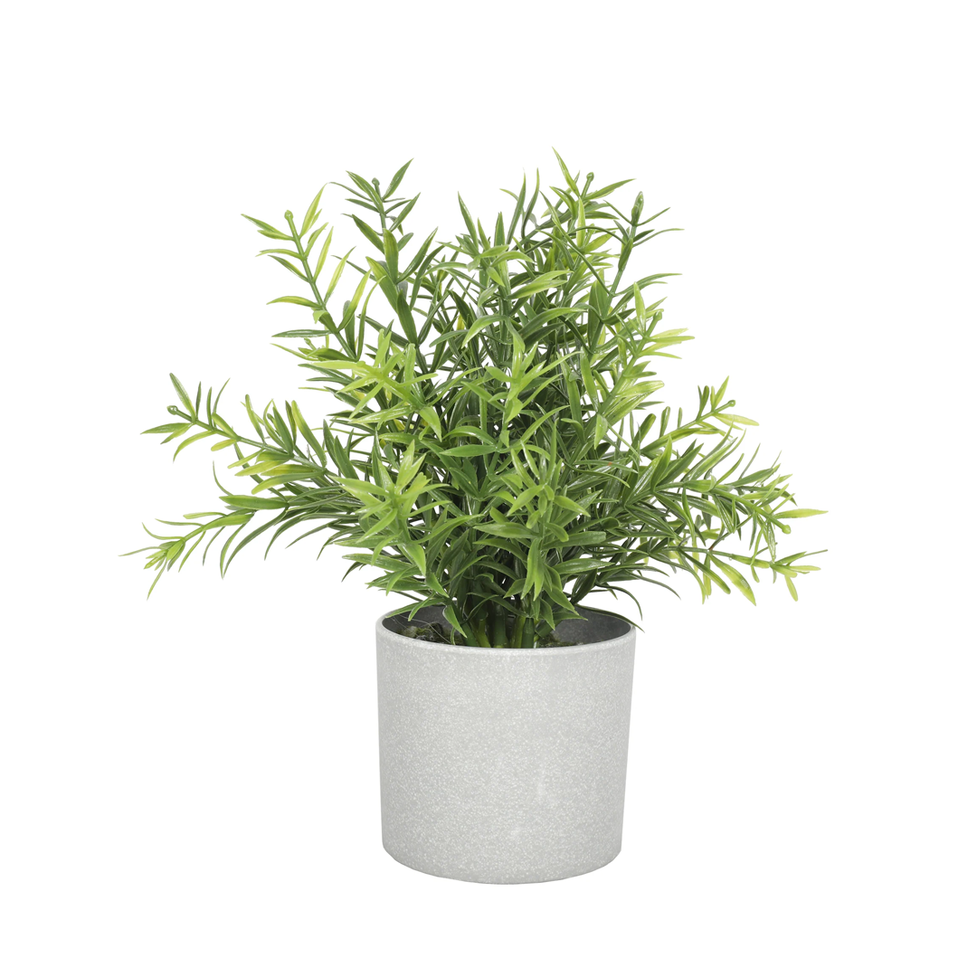 Planta Romero | 20 cm