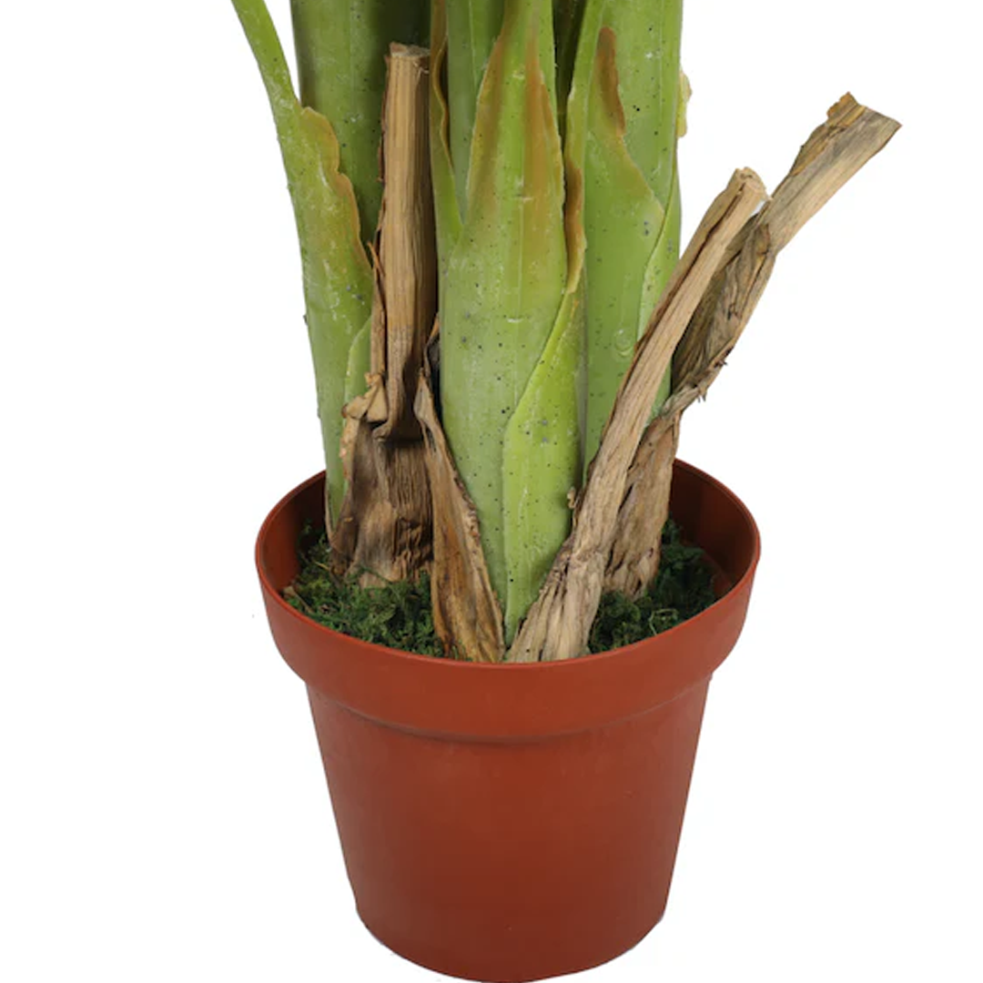Planta Banano Premium | 180 cm