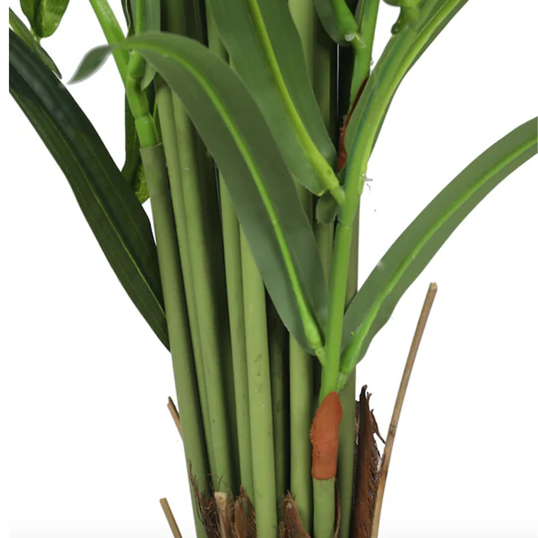 Planta Palmera | 240 cm