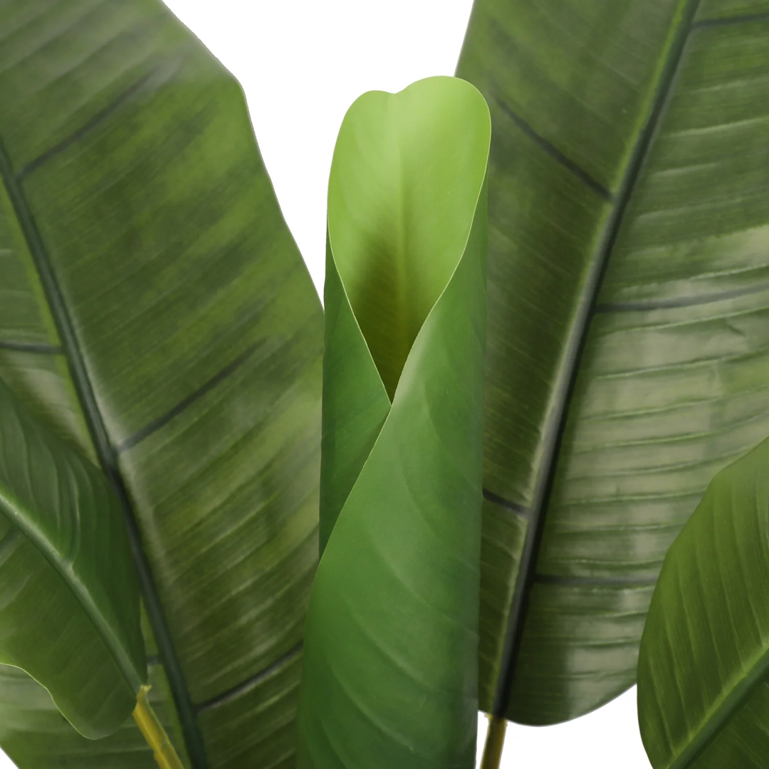 Planta Banano | 120 cm