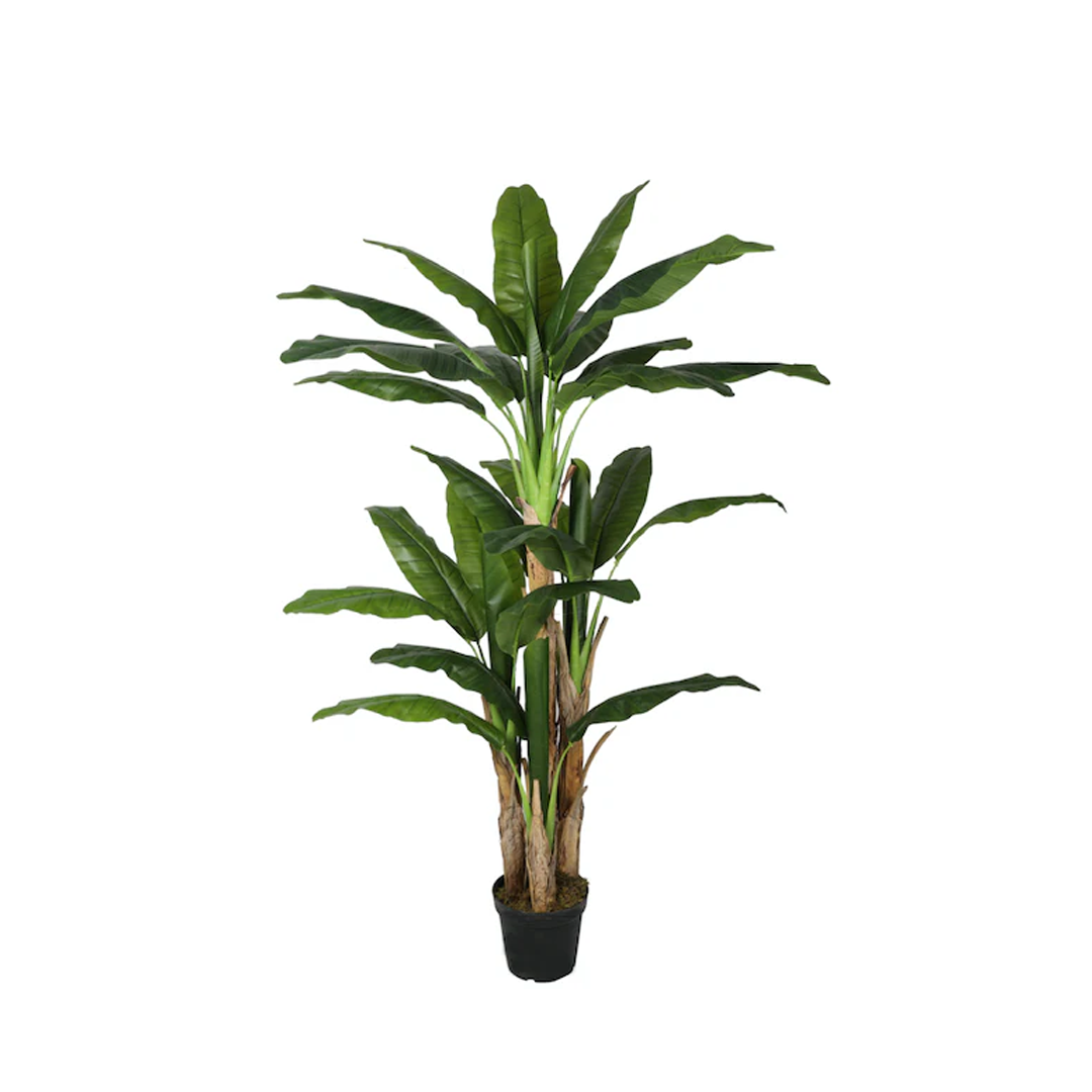 Planta Banano | 190 cm