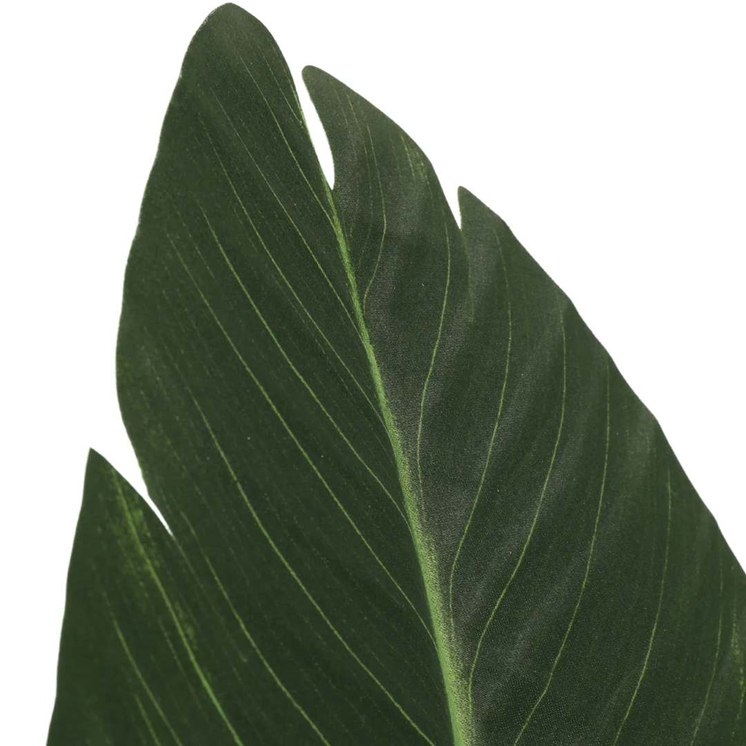 Planta Paradise Bird | 210 cm