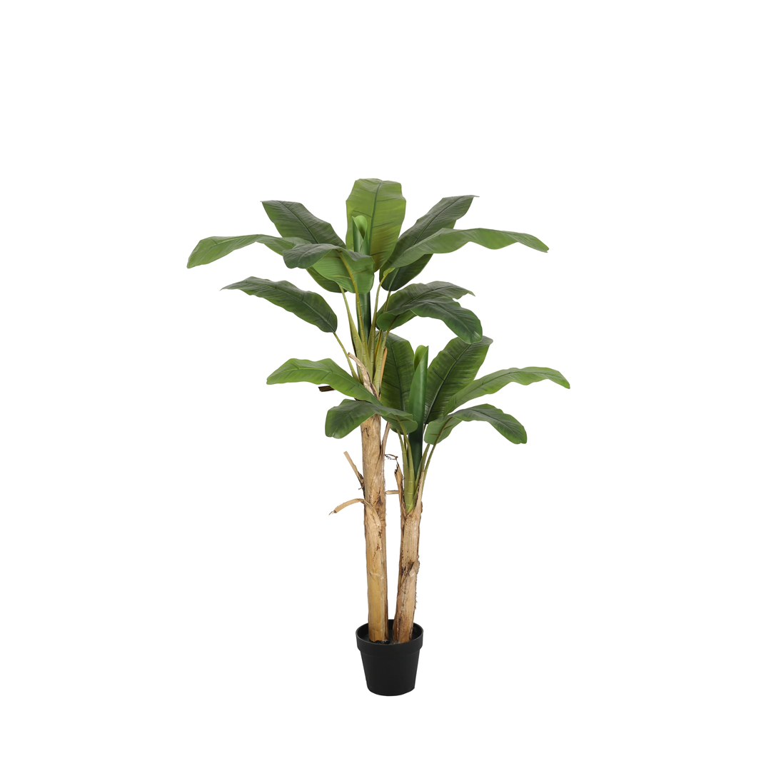 Planta Banano | 160 cm