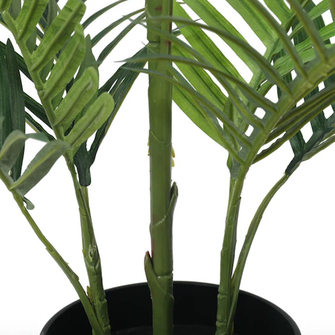 Planta Palmera Areca Premium | 150 cm
